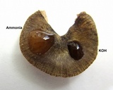Entoloma flavoviride image