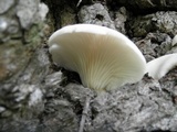 Pleurotus pulmonarius image