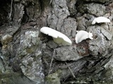 Pleurotus pulmonarius image