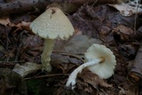 Lepiota clypeolaria image