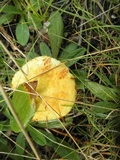 Suillus americanus image