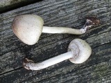 Agaricus pocillator image