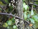 Plicaturopsis crispa image