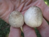 Agaricus pocillator image