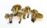 Pholiota terrestris image