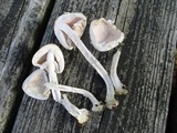 Agaricus pocillator image
