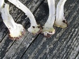 Agaricus pocillator image