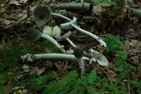 Amanita subnigra image