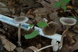Amanita sect. Vaginatae image