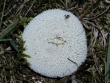 Lycoperdon marginatum image