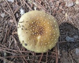 Amanita flavorubens image
