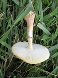 Amanita flavorubens image
