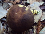 Boletus subtomentosus image