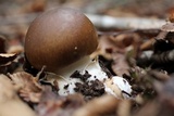 Amanita diemii image