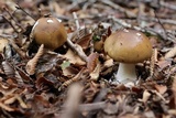 Amanita diemii image