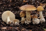 Amanita diemii image