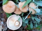 Clitocybe flaccida image