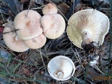 Clitocybe flaccida image