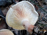 Clitocybe flaccida image