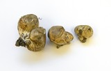 Scleroderma cepa image