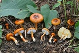 Limacella glischra image
