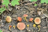 Boletus harrisonii image