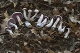Laccaria ochropurpurea image