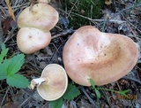 Clitocybe flaccida image