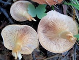 Clitocybe flaccida image