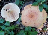 Clitocybe flaccida image