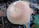 Clitocybe flaccida image