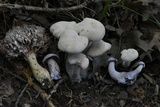Laccaria ochropurpurea image