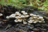 Clitocybula abundans image