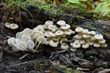 Clitocybula abundans image