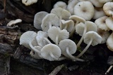 Clitocybula abundans image