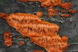 Phlebia radiata image
