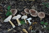 Tylopilus rubrobrunneus image