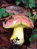Boletus regius image