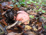 Boletus regius image