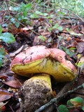 Boletus regius image