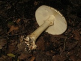 Amanita brunnescens image