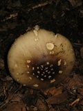 Amanita brunnescens image