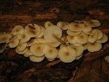 Clitocybula abundans image