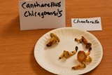 Cantharellus chicagoensis image