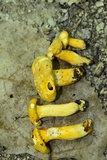 Cantharellus chicagoensis image