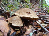 Boletus chrysenteron image