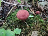 Suillus spraguei image