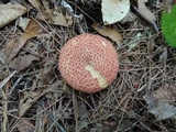 Suillus spraguei image