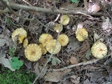 Suillus americanus image