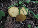 Suillus americanus image